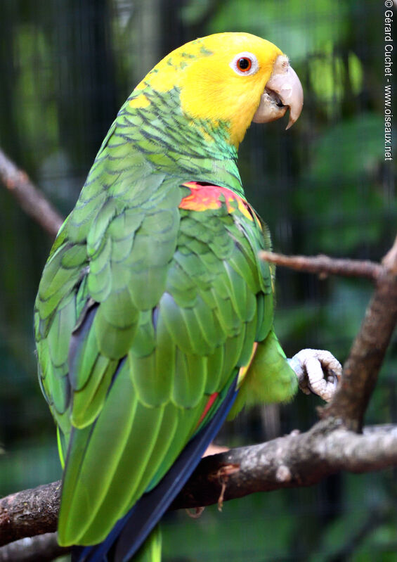 Yellow-headed Amazon, close-up portrait