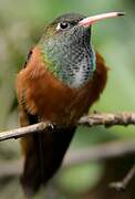 Amazilia Hummingbird