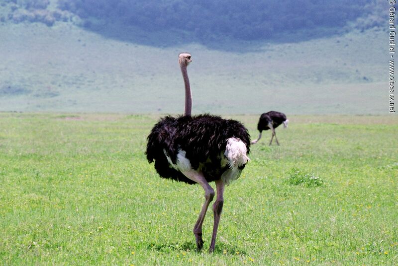 Common Ostrich male