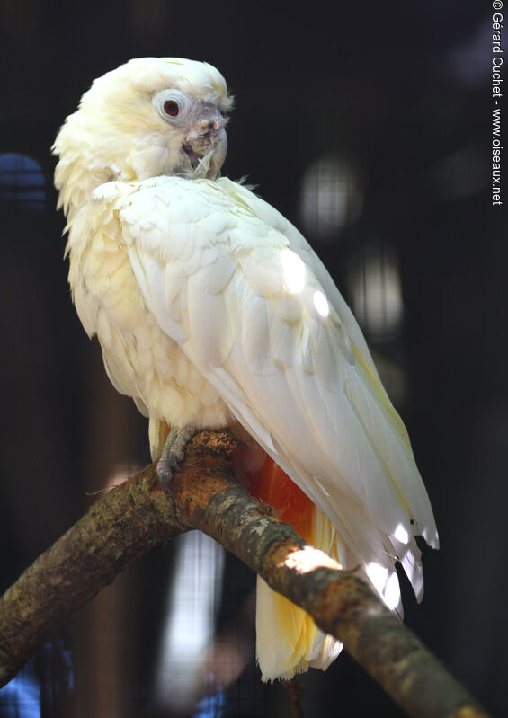 Red-vented Cockatoo, identification