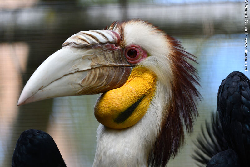 Wreathed Hornbill male adult, close-up portrait