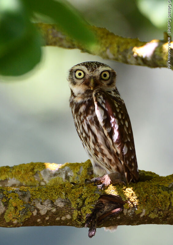 Little Owljuvenile, close-up portrait