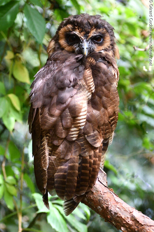 Brown Wood Owl male adult, close-up portrait
