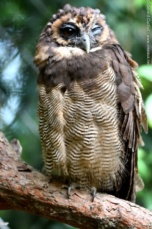 Brown Wood Owl, close-up portrait