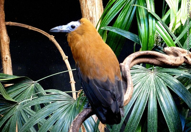 Capuchinbird, identification