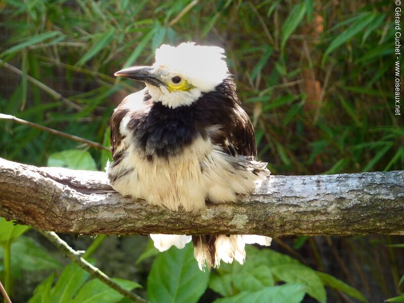 Black-collared Starlingjuvenile