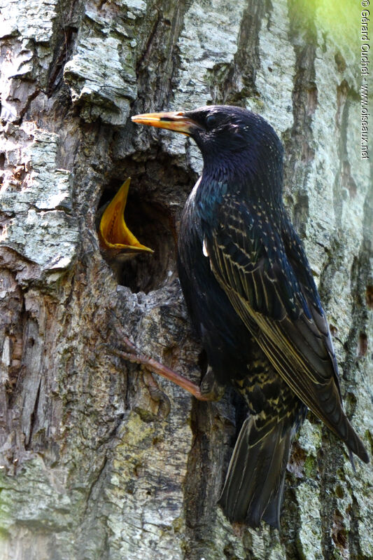 Common Starling, habitat, pigmentation, Reproduction-nesting
