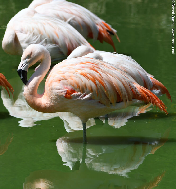 Chilean Flamingo, identification