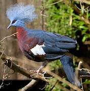 Sclater's Crowned Pigeon
