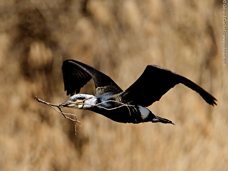 Great Cormorant, Reproduction-nesting