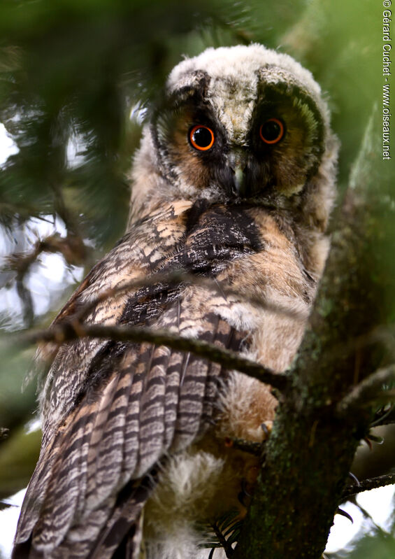 Long-eared Owljuvenile, habitat