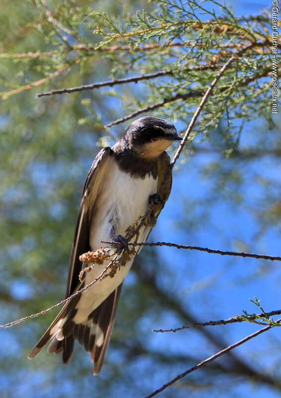 Barn Swallow, close-up portrait