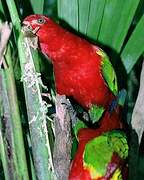 Red Lory