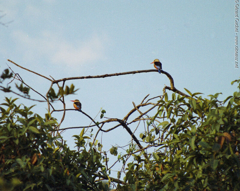 Grey-headed Kingfisher