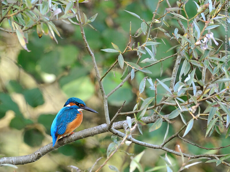 Common Kingfisher male