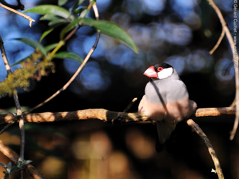 Java Sparrow male