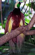 Greater Bird-of-paradise