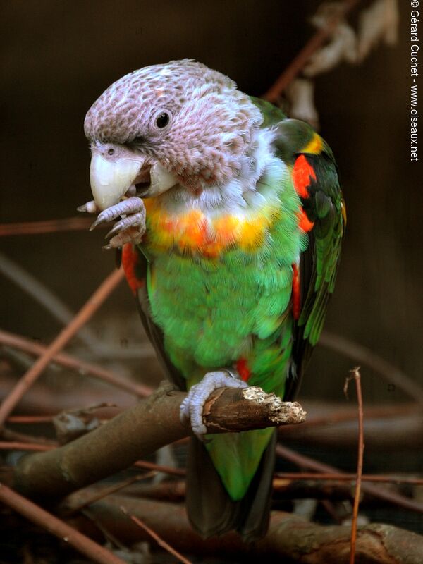 Cape Parrot