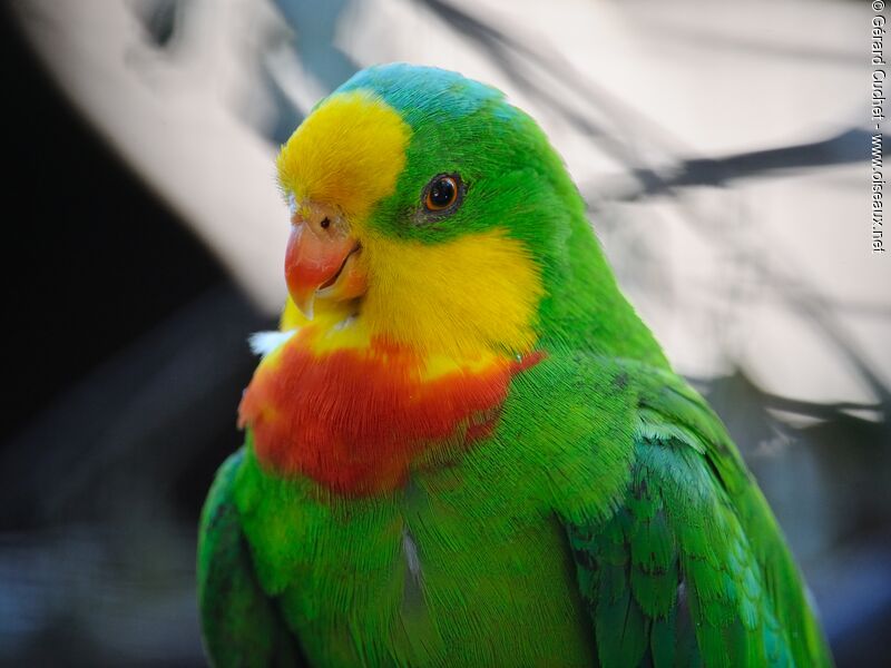 Superb Parrot male adult, close-up portrait