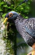 African Olive Pigeon