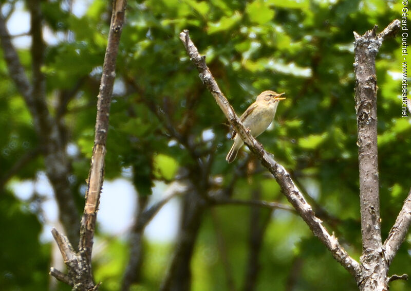 Willow Warbler, song