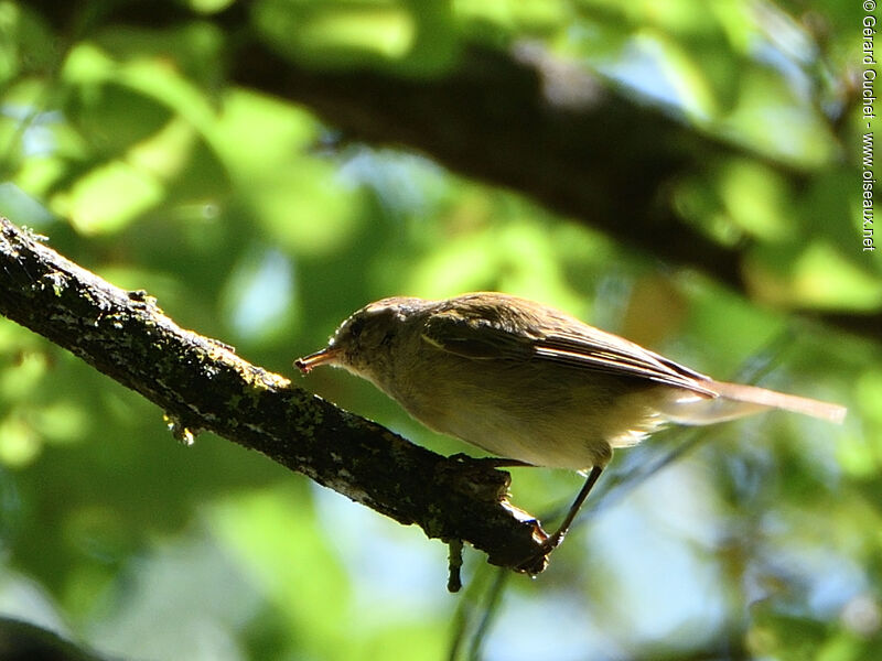 Common Nightingale, eats