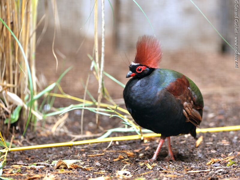 Crested Partridge male adult, identification