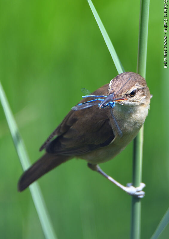 Common Reed Warbler, close-up portrait, feeding habits