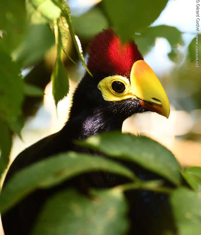 Ross's Turaco, close-up portrait